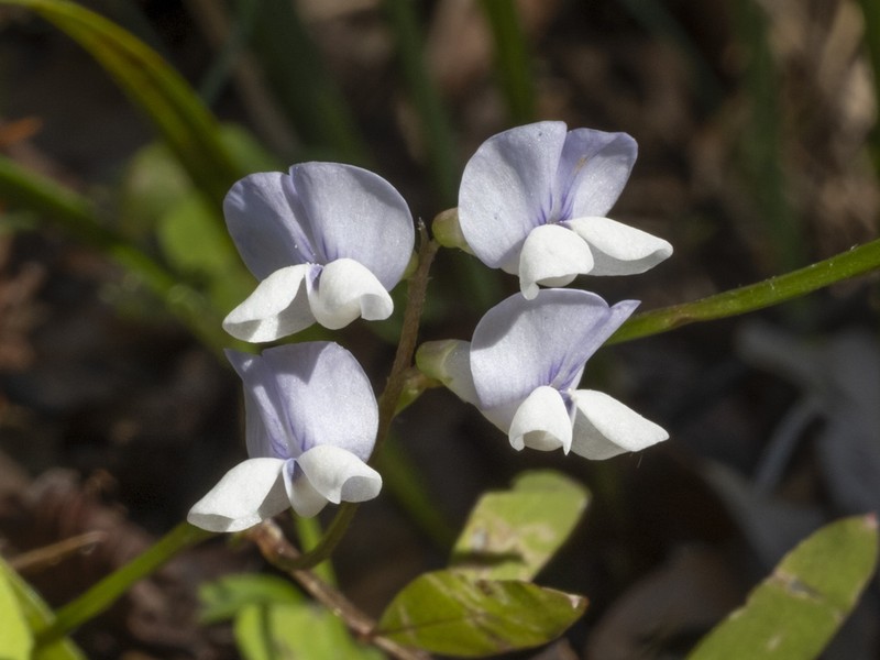 Florida Vetch