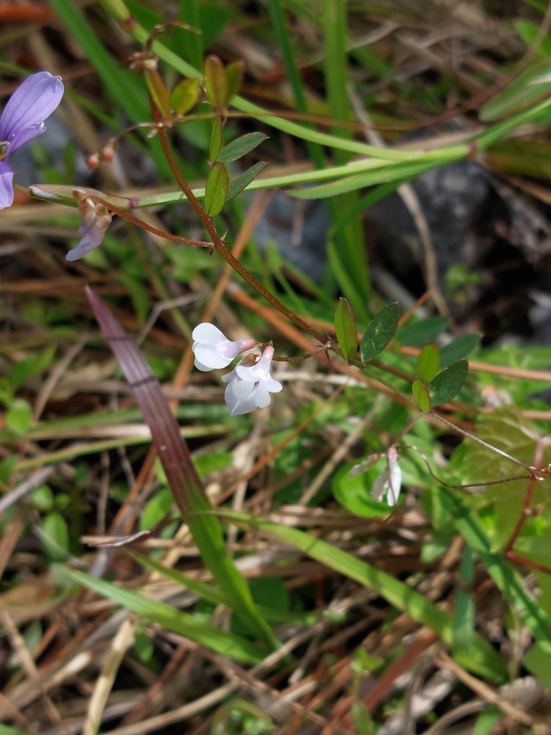 Florida Vetch photo 2