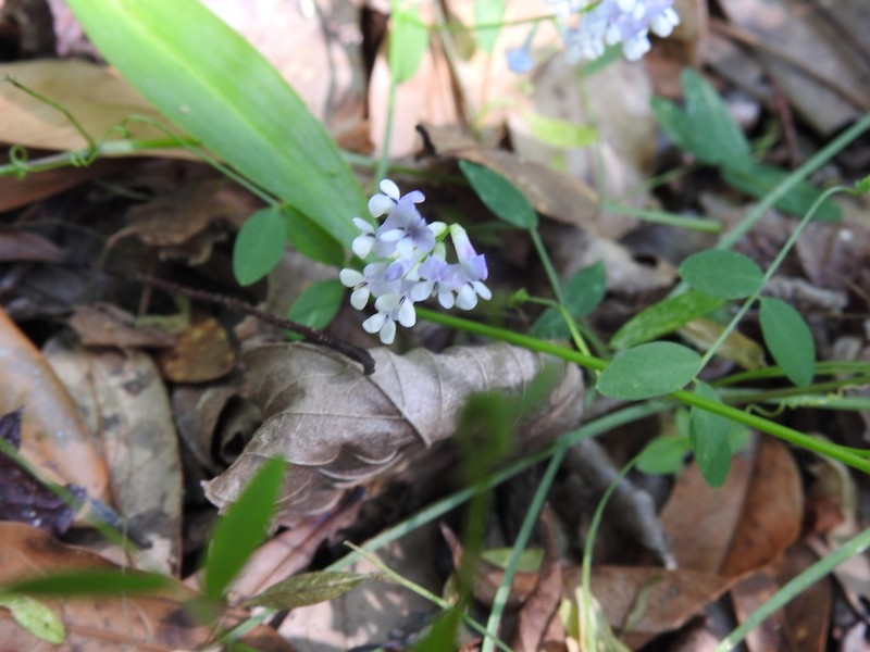 Florida Vetch photo 3