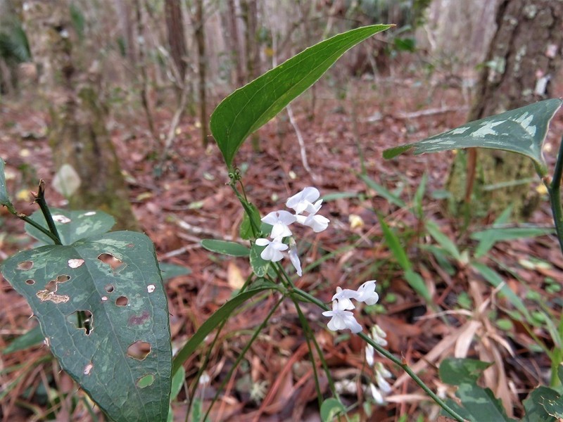 Florida Vetch photo 4