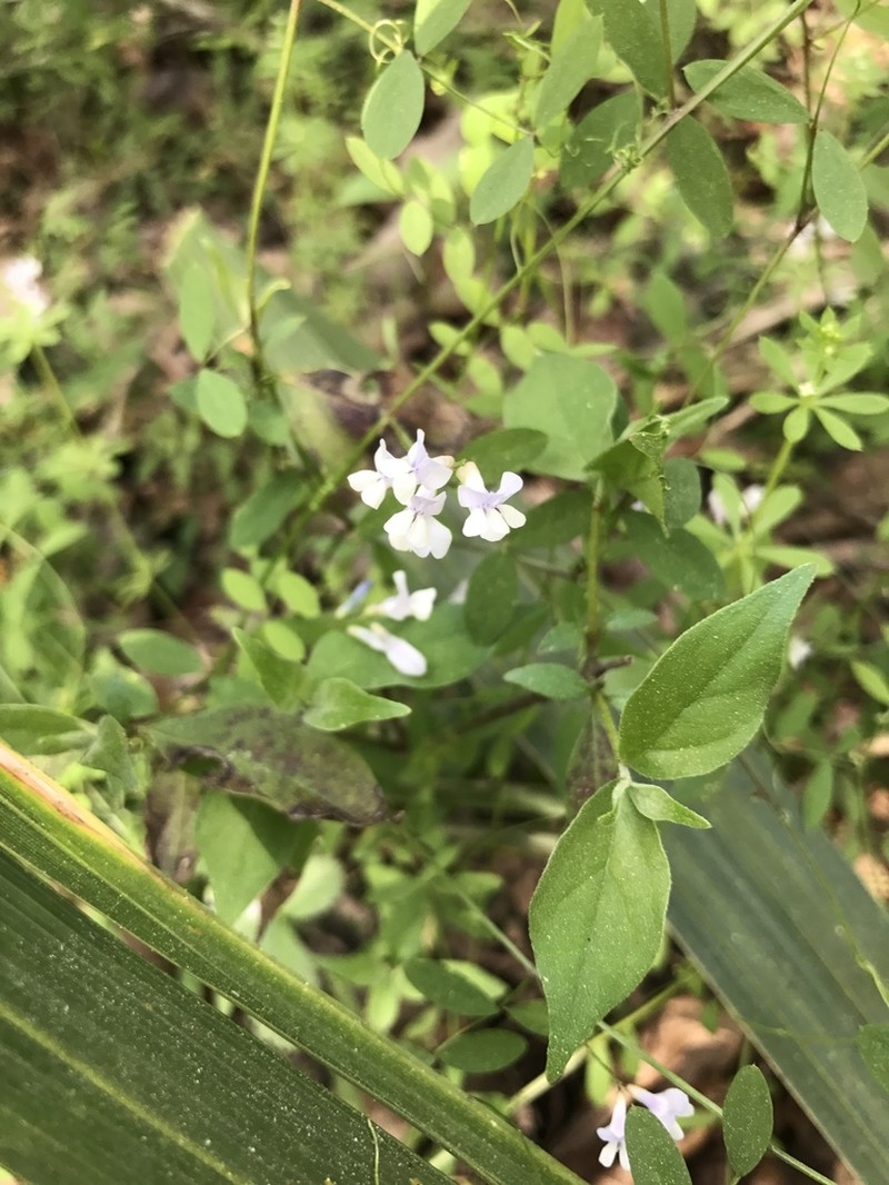 Florida Vetch photo 5