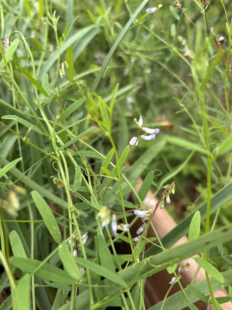Florida Vetch photo 6