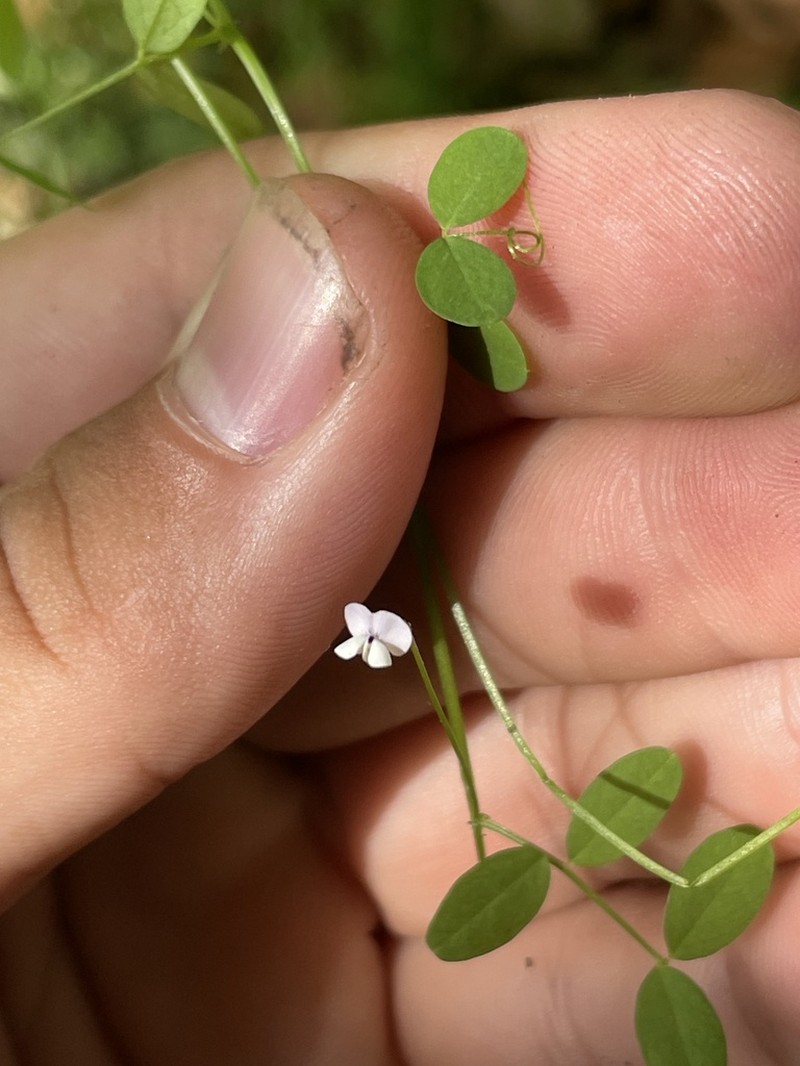 Florida Vetch photo 7