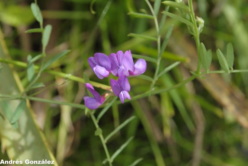 Vicia graminea