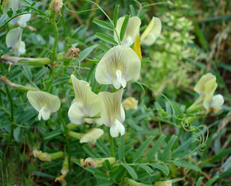Large Yellow Vetch photo 2