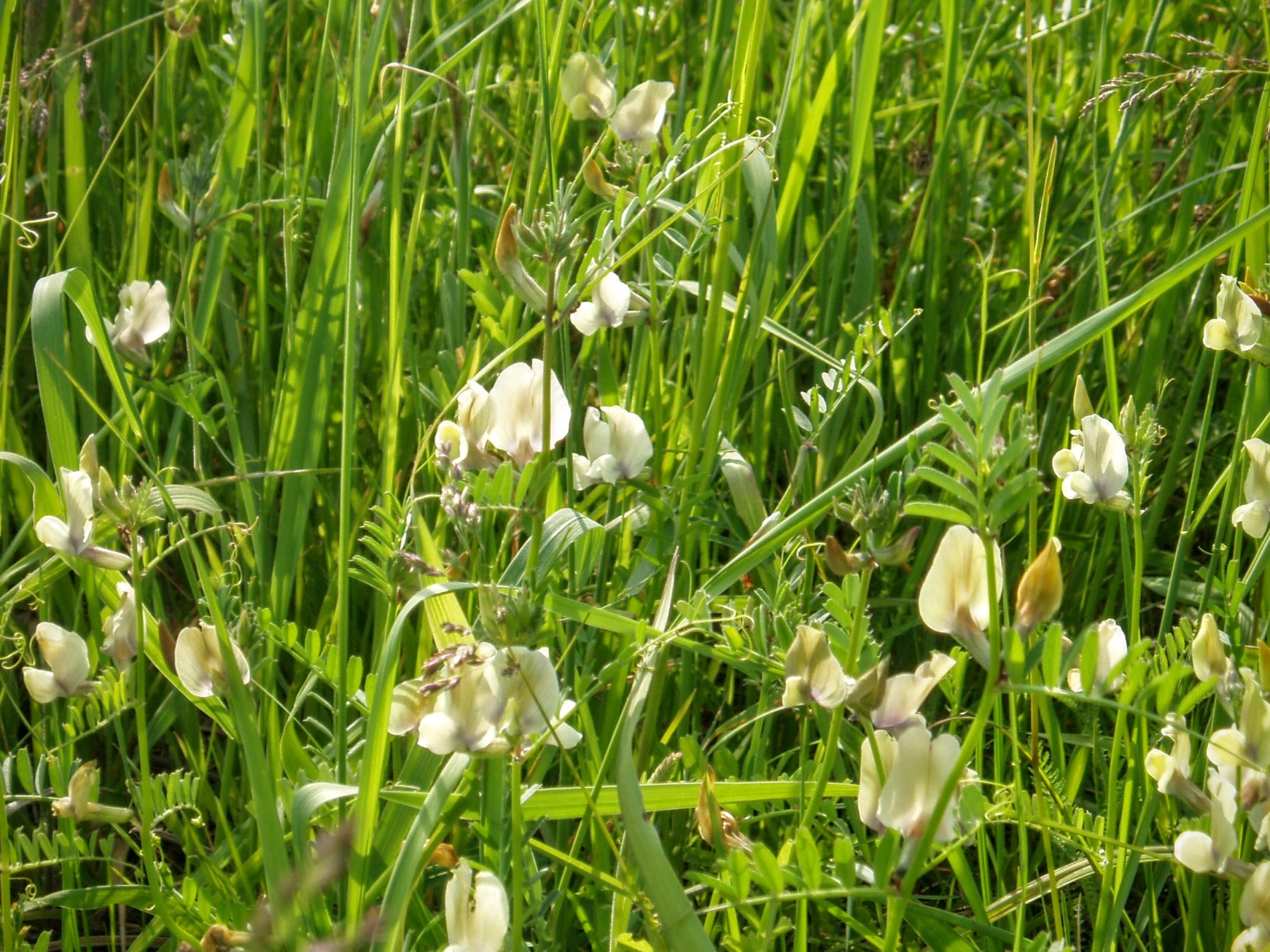 Large Yellow Vetch photo 3