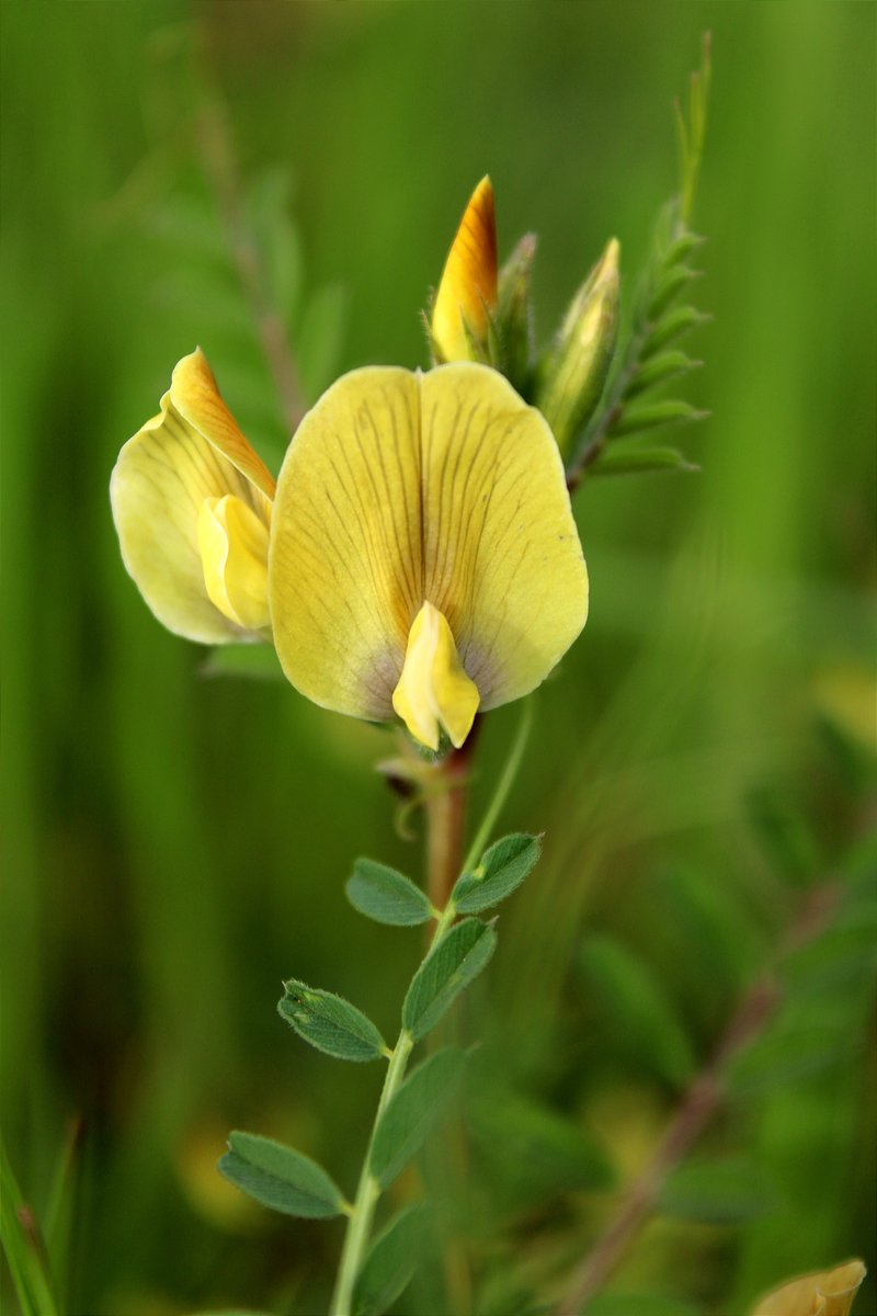 Large Yellow Vetch photo 4