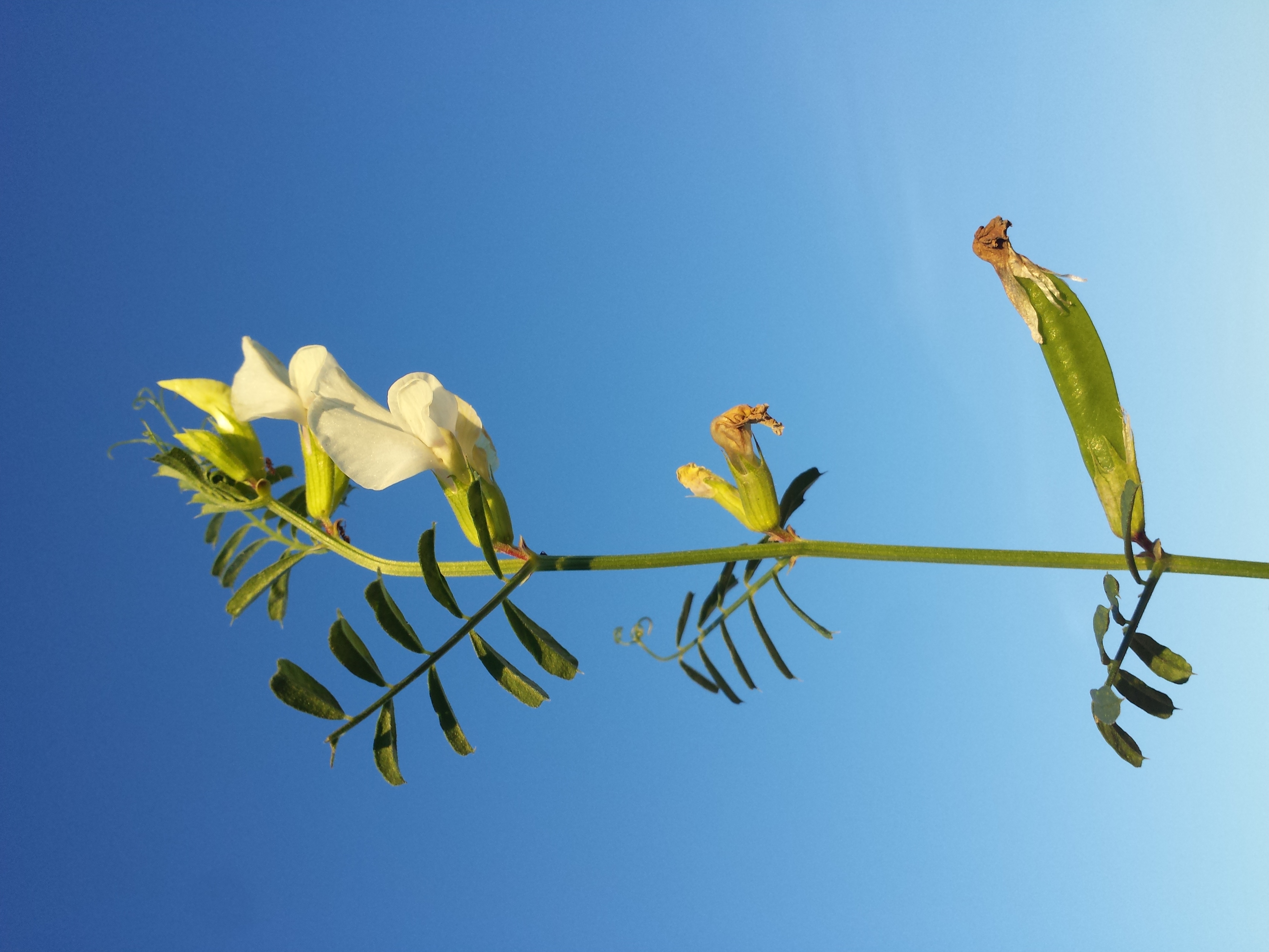 Large Yellow Vetch photo 5