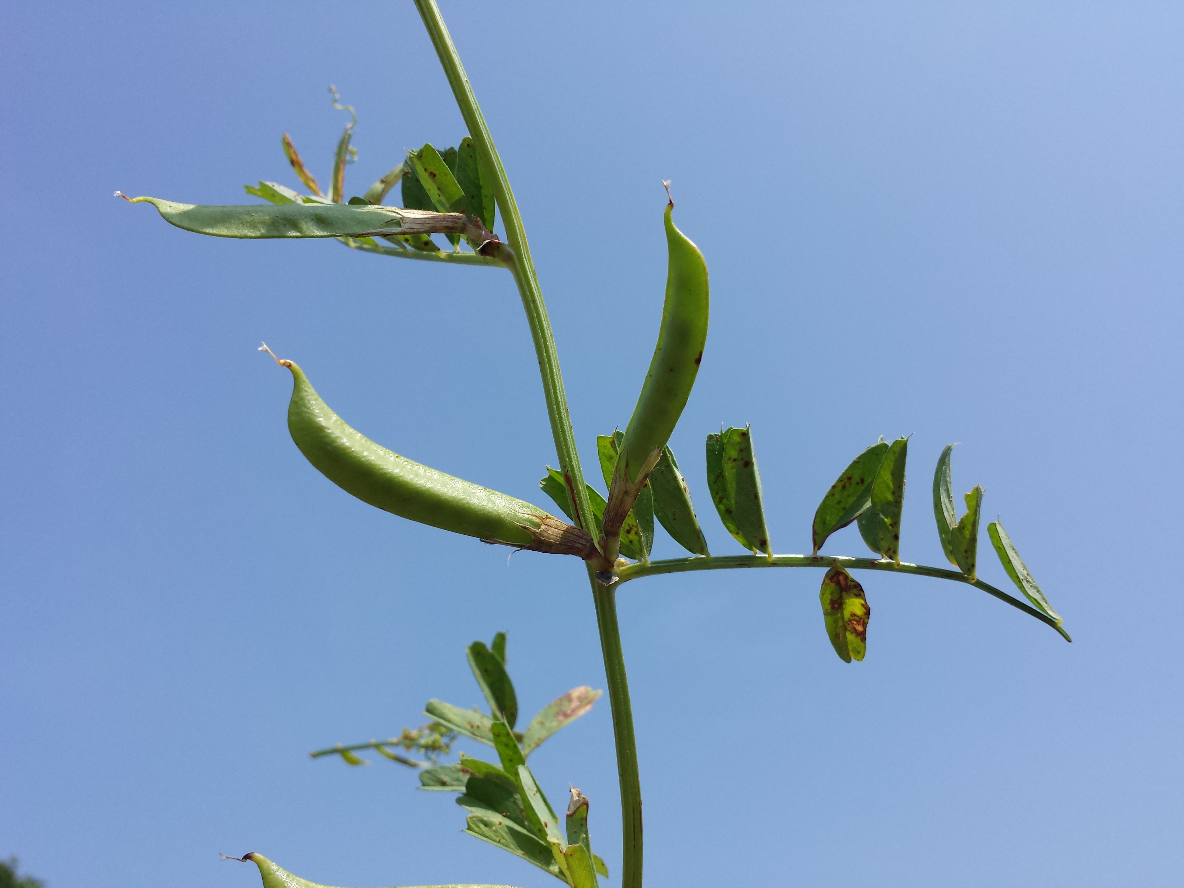 Large Yellow Vetch photo 6