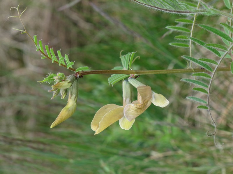 Large Yellow Vetch