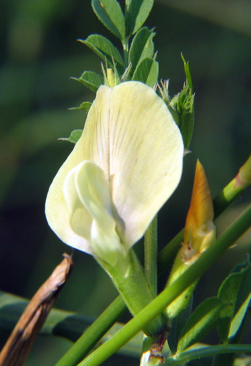 Large Yellow Vetch photo 7