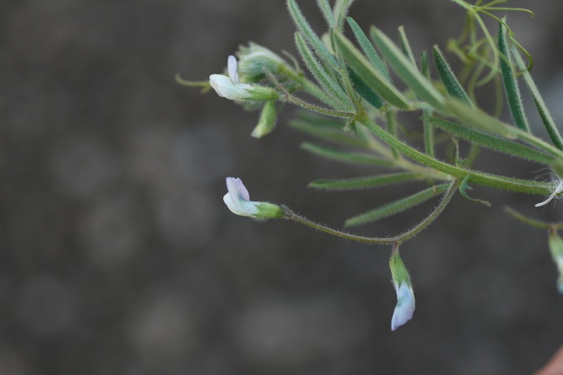 Hasse's Vetch photo 4