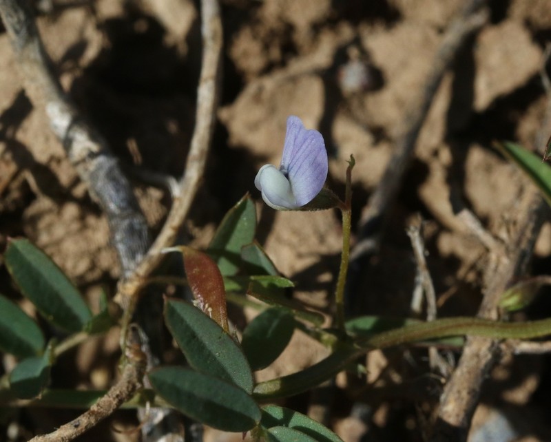 Hasse's Vetch photo 5