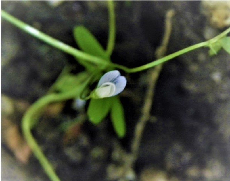 Hasse's Vetch photo 6