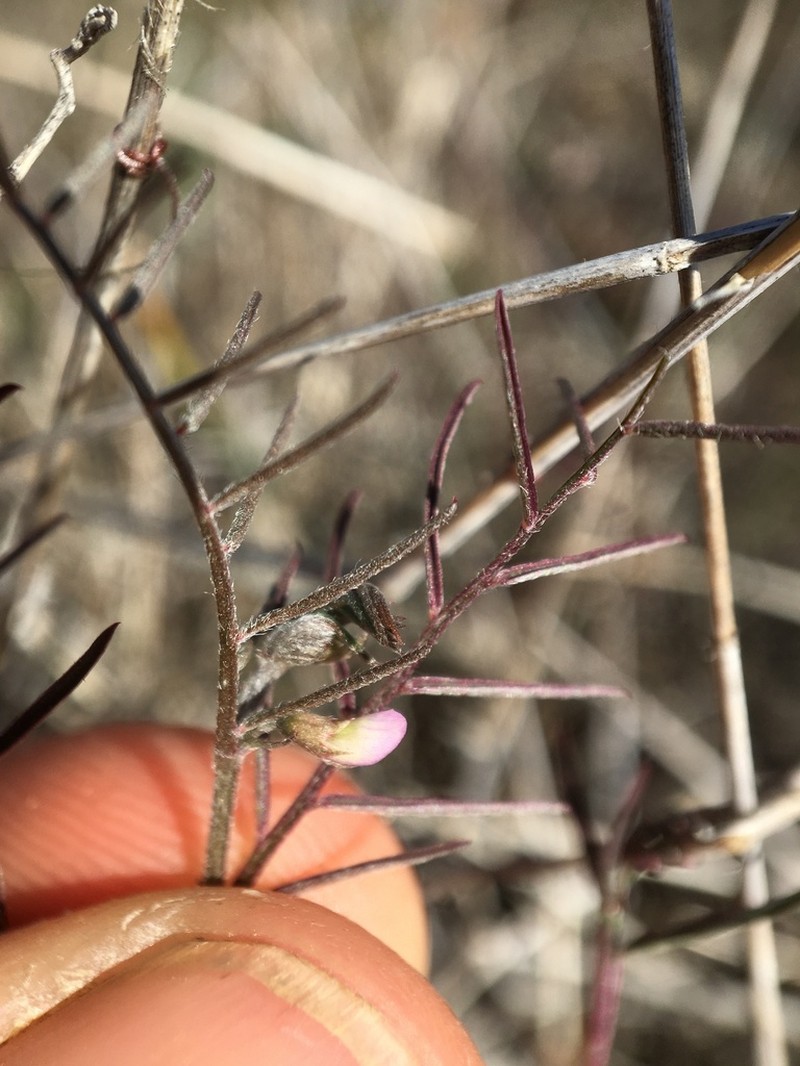 Hasse's Vetch photo 7