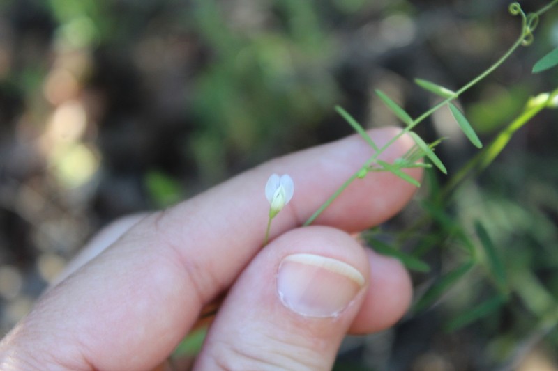 Hasse's Vetch photo 8