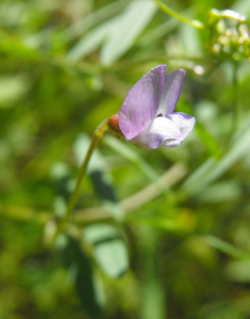 Hasse's Vetch photo 2