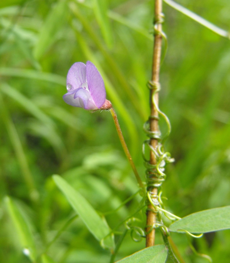 Hasse's Vetch