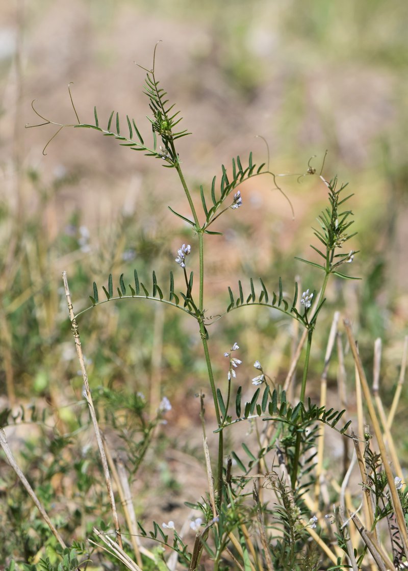 Tiny Vetch photo 5
