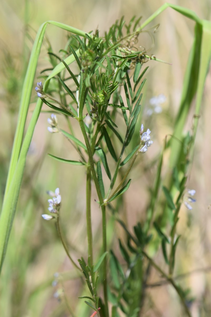 Tiny Vetch photo 6