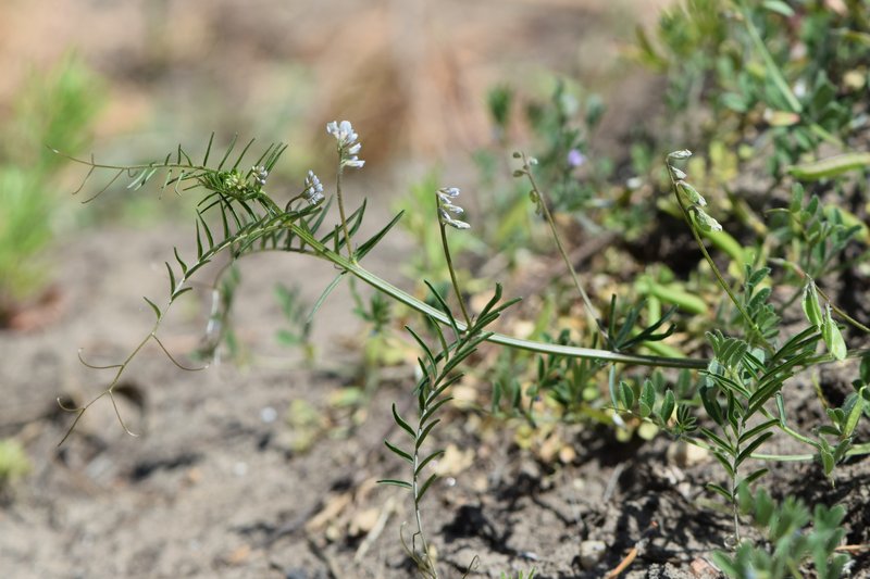 Tiny Vetch photo 7