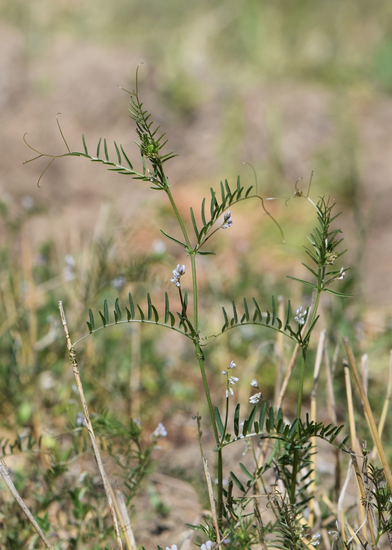 Tiny Vetch photo 2
