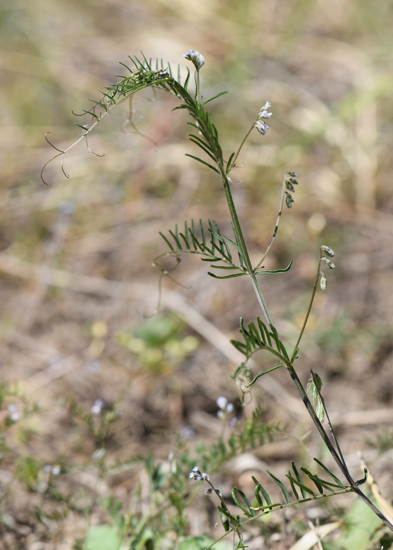 Tiny Vetch photo 3