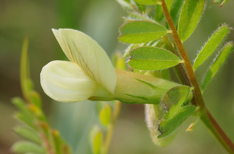 Hairy Yellow Vetch