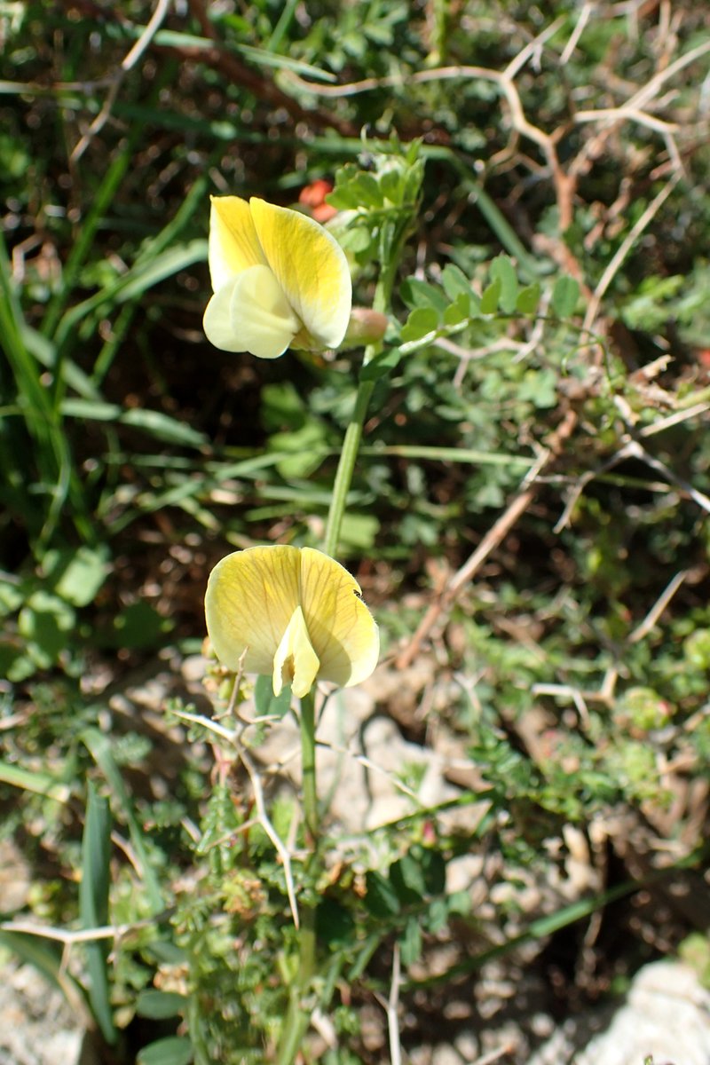 Hairy Yellow Vetch photo 5