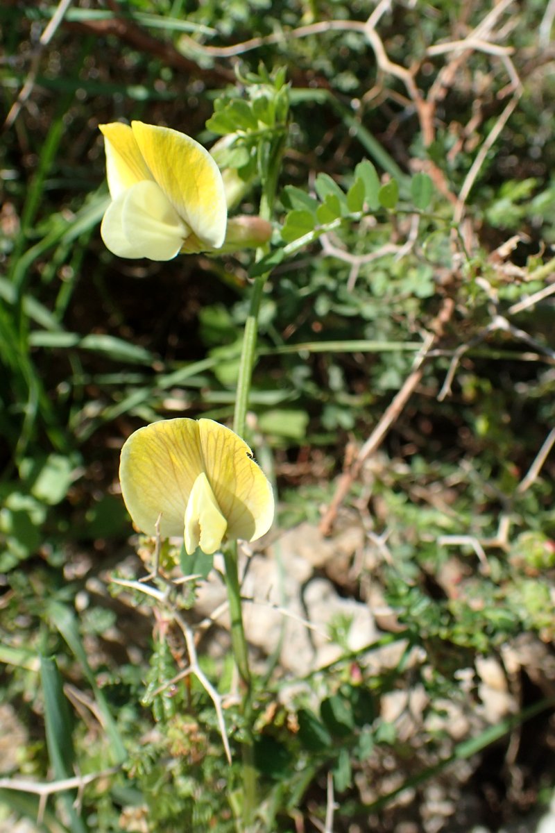 Hairy Yellow Vetch photo 6