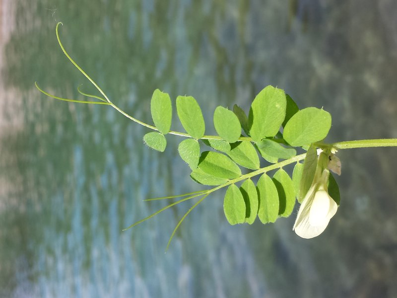 Hairy Yellow Vetch photo 7