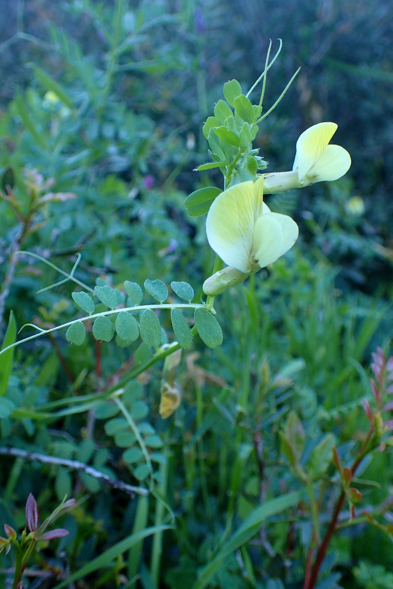 Hairy Yellow Vetch photo 8