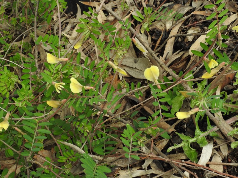 Hairy Yellow Vetch photo 2