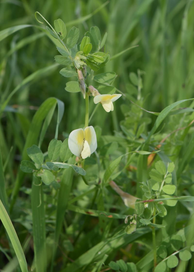 Hairy Yellow Vetch photo 3