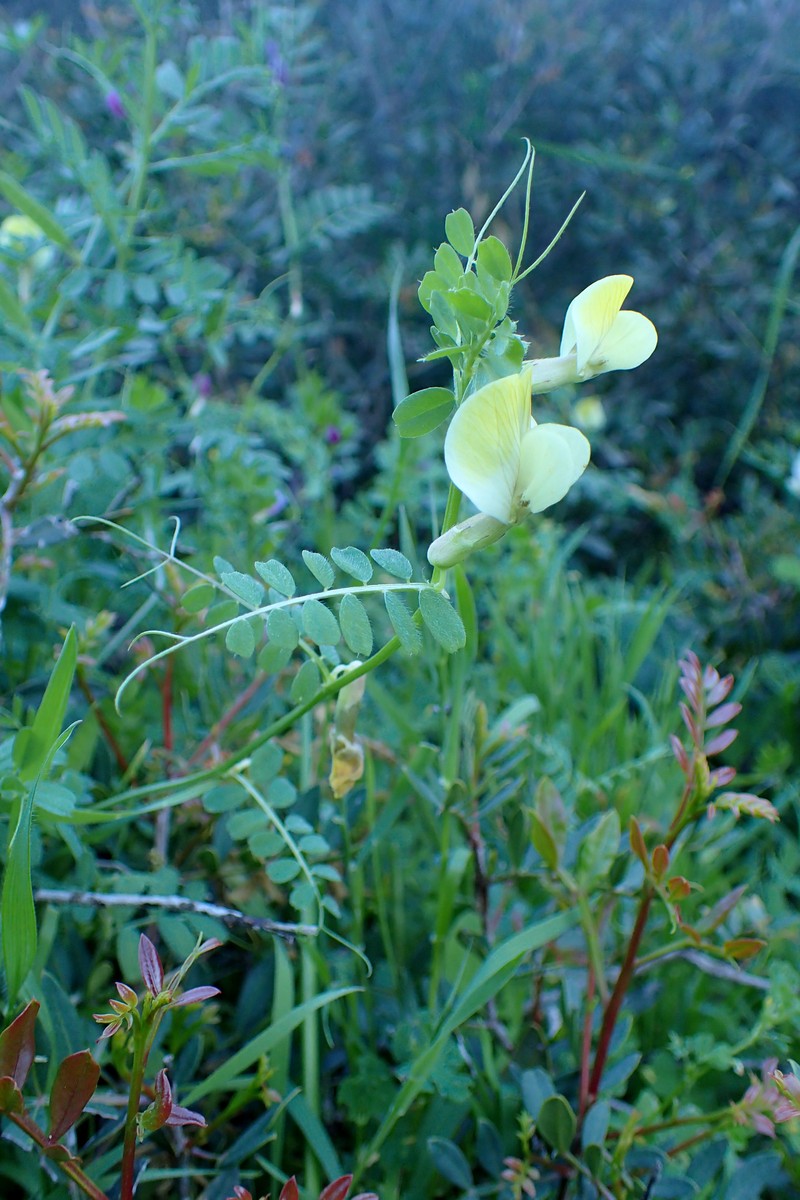 Hairy Yellow Vetch photo 4