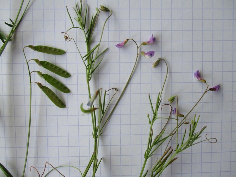 Slender Vetch photo 2