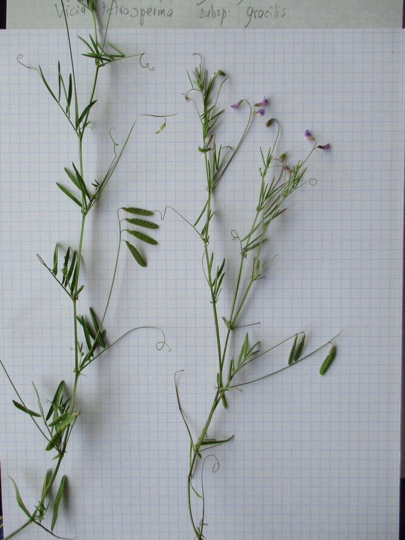 Slender Vetch photo 3