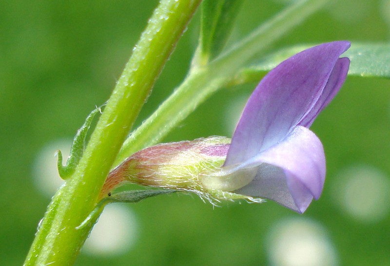 Spring Vetch