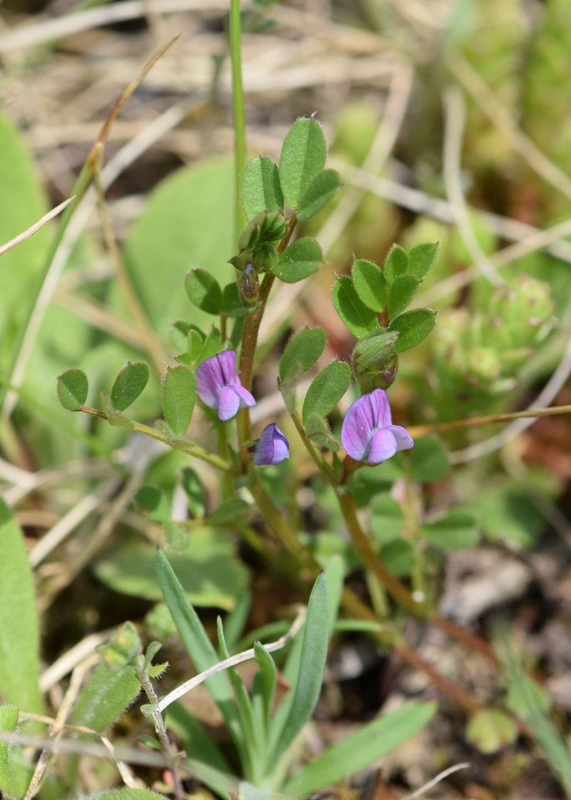 Spring Vetch photo 6