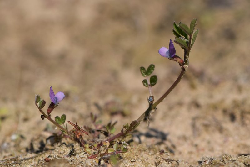 Spring Vetch photo 7