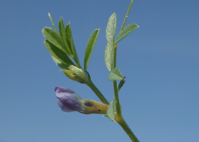 Spring Vetch photo 8