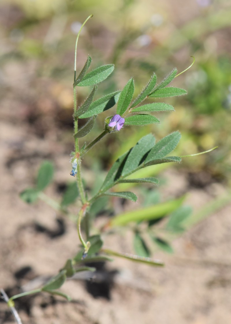 Spring Vetch photo 2