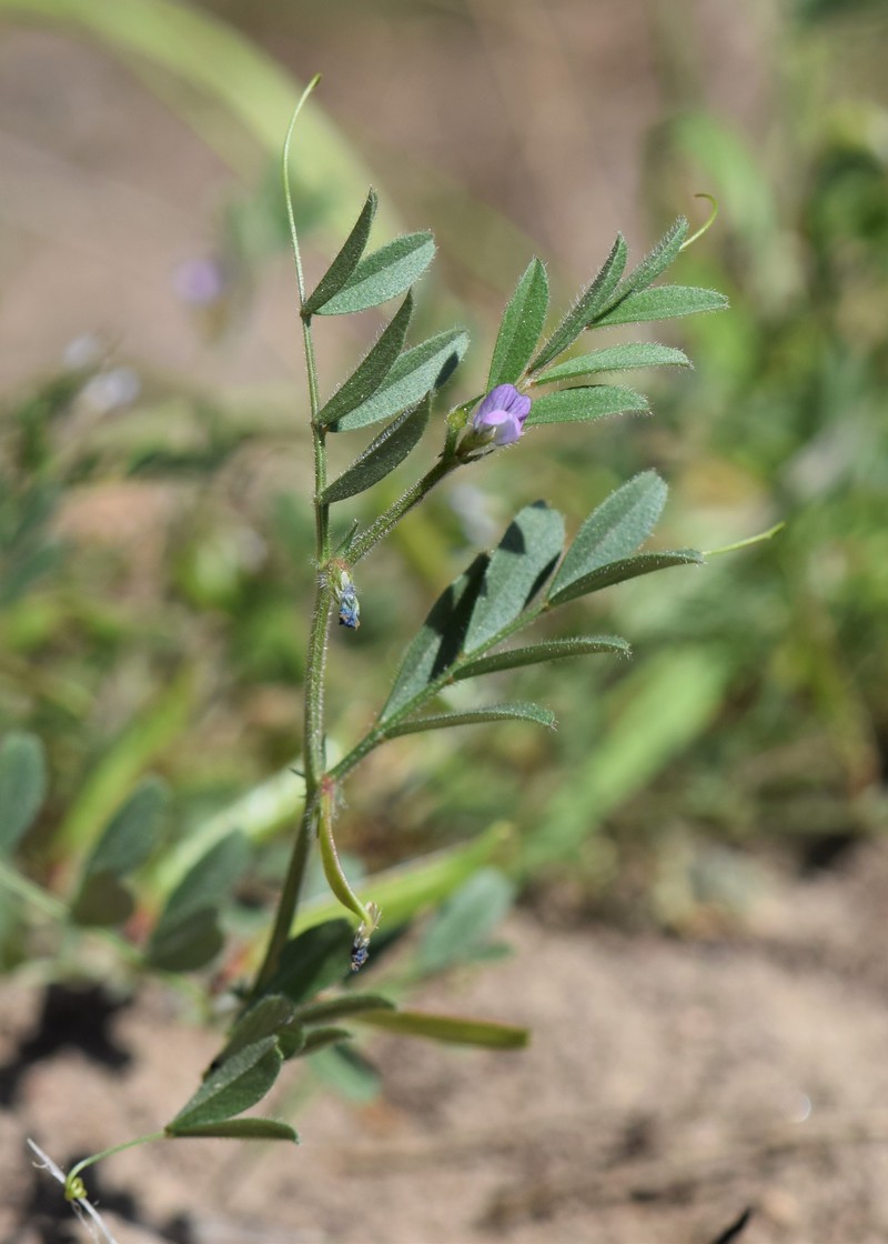 Spring Vetch photo 3