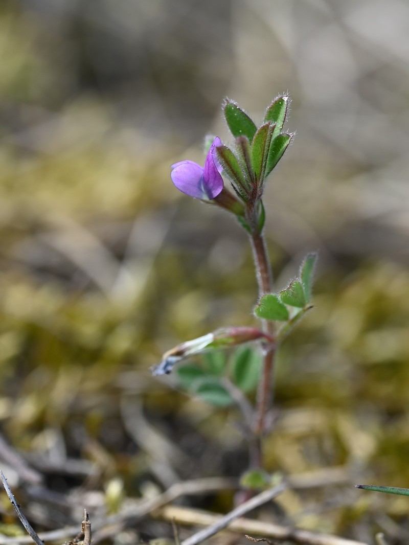 Spring Vetch photo 4