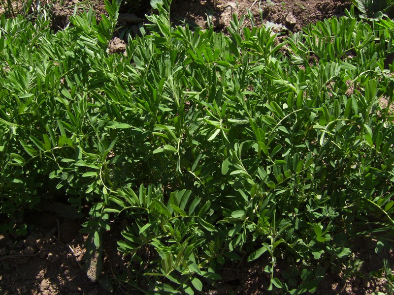 Lentil photo 8