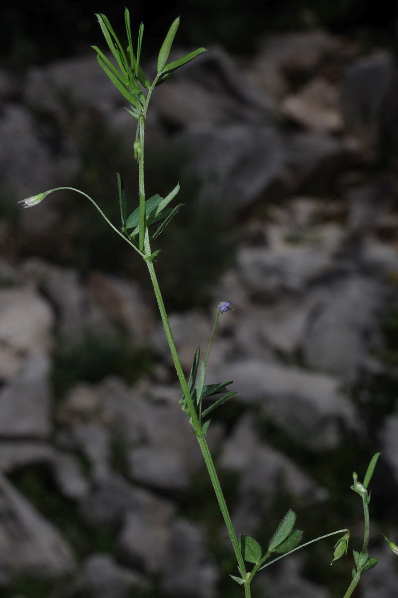 Vicia lens subsp. lamottei