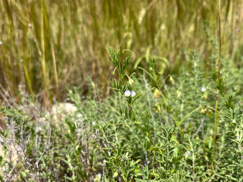 Vicia lens subsp. lamottei photo 2