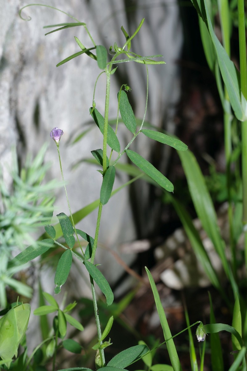 Vicia lens subsp. lamottei photo 3