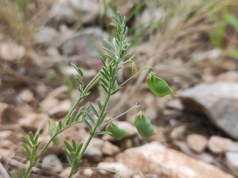 Vicia lens subsp. lamottei photo 4