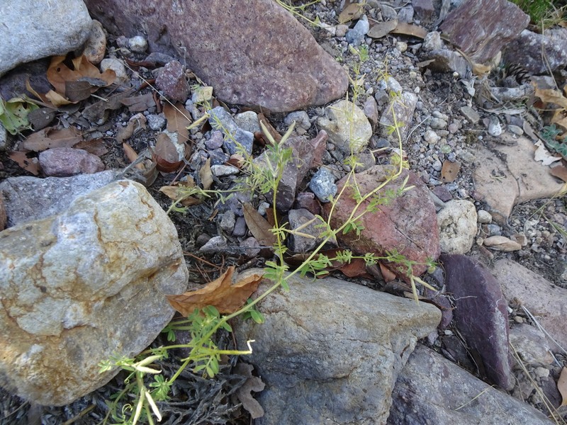 Mogollon Mountain Vetch photo 2